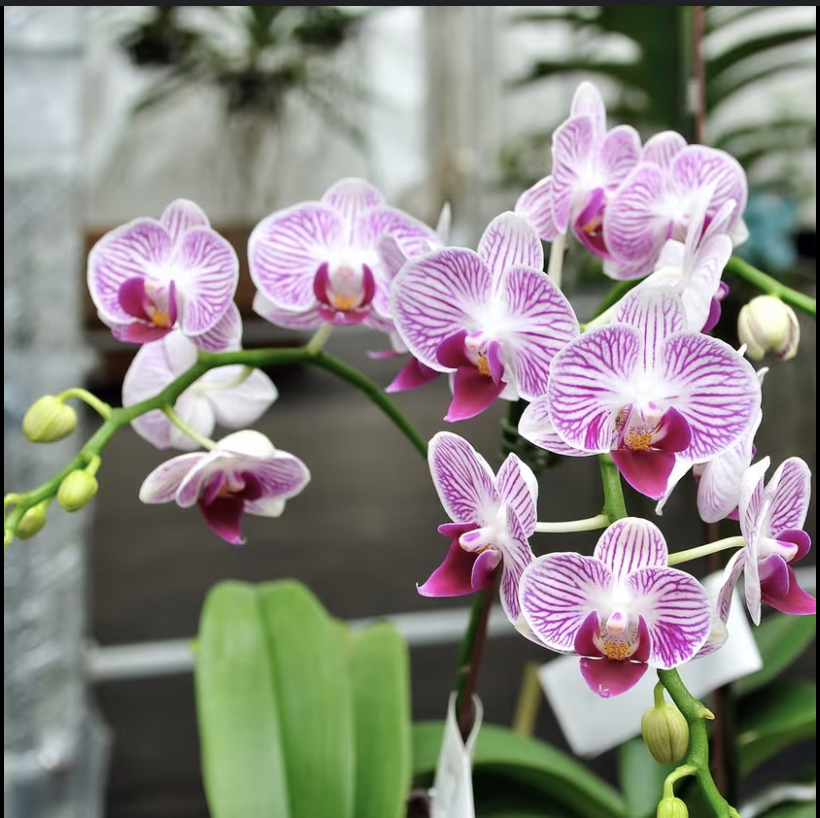 Orchids Absorb Excess Moisture in Your Home