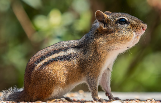 Chipmunk