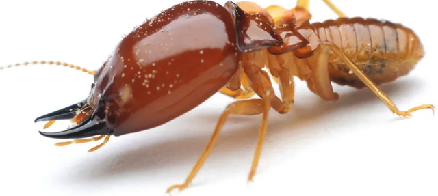 Termite