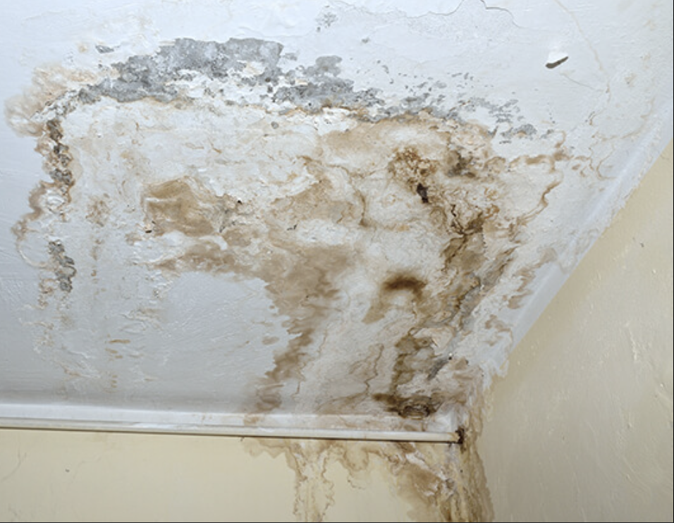 Mold Growing on Ceiling Inside Home
