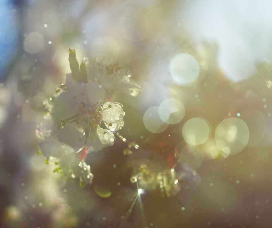 Pollen from a flower